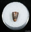 Small Fossil Crocodile Tooth - Tegana Formation #2859-1